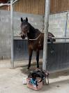 Super gentil hongre 6ans 