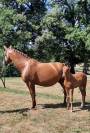Poulini&egrave;re 14a SF (Arko III x Odyss&eacute;e Semilly)