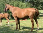 Poulini&egrave;re 14a SF (Arko III x Odyss&eacute;e Semilly)