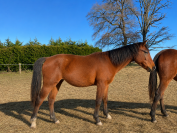 Jument 3a SF sport (Conte Bellini x Odyss&eacute;e Semilly) 