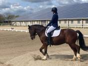 A vendre poney New Forest 