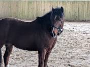 A vendre poney New Forest 