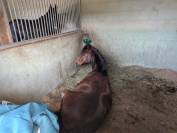A vendre poney New Forest 