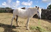 Venta Yegua PRE    Domada