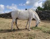 Venta Yegua PRE    Domada