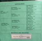 Venta Yegua PRE    Domada