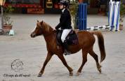 Ponette welsh Part Bred