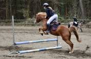 Ponette welsh Part Bred