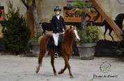 Ponette welsh Part Bred