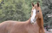Ponette D