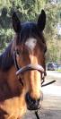 Cheval sport loisirs 5 ans