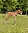 Foal 2026