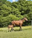 Foal 2026
