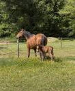Foal 2026