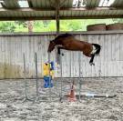Foal 2026