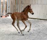 Foal 2026