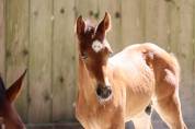 Foal 2026