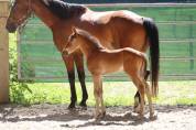 Foal 2026