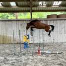 Foal 2026