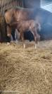 Poulain sf origine sport haut niveau