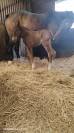 Poulain sf origine sport haut niveau
