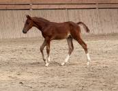 Poulain sf origine sport haut niveau