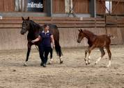 Poulain sf origine sport haut niveau