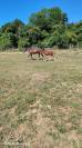Colt Selle Fran&ccedil;ais For sale 2026 Liver chestnut