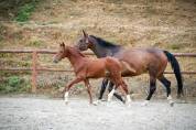 Poulain sf origine sport haut niveau