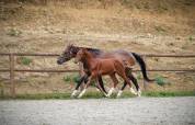 Poulain sf origine sport haut niveau