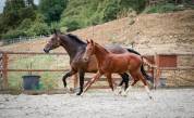 Poulain sf origine sport haut niveau