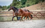 Poulain sf origine sport haut niveau