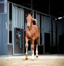 Poulain sf origine sport haut niveau