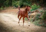 Poulain sf origine sport haut niveau