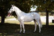 Hongre 9 ans pie gris 