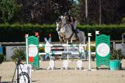 Hongre 9 ans pie gris 
