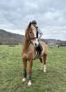 Cheval &agrave; vendre 