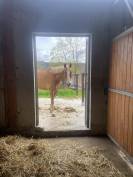 Cheval &agrave; vendre 