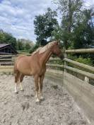 Cheval &agrave; vendre 