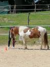Adorable poney C , pie alezan, 16 ans, polyvalent