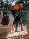 Adorable poney C , pie alezan, 16 ans, polyvalent