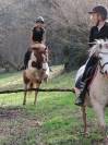 Adorable poney C , pie alezan, 16 ans, polyvalent