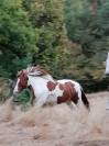 Adorable poney C , pie alezan, 16 ans, polyvalent