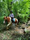 Adorable poney C , pie alezan, 16 ans, polyvalent