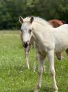 Pouliche pp quarter horse palomino