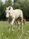 Pouliche pp quarter horse palomino