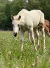 Pouliche pp quarter horse palomino