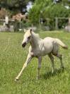 Pouliche pp quarter horse palomino