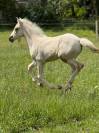 Pouliche pp quarter horse palomino
