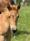 Pouliche pp quarter horse palomino